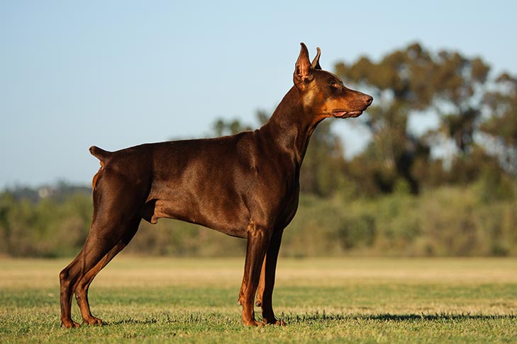 تصویر دوبرمن پینچر (Doberman Pinscher)